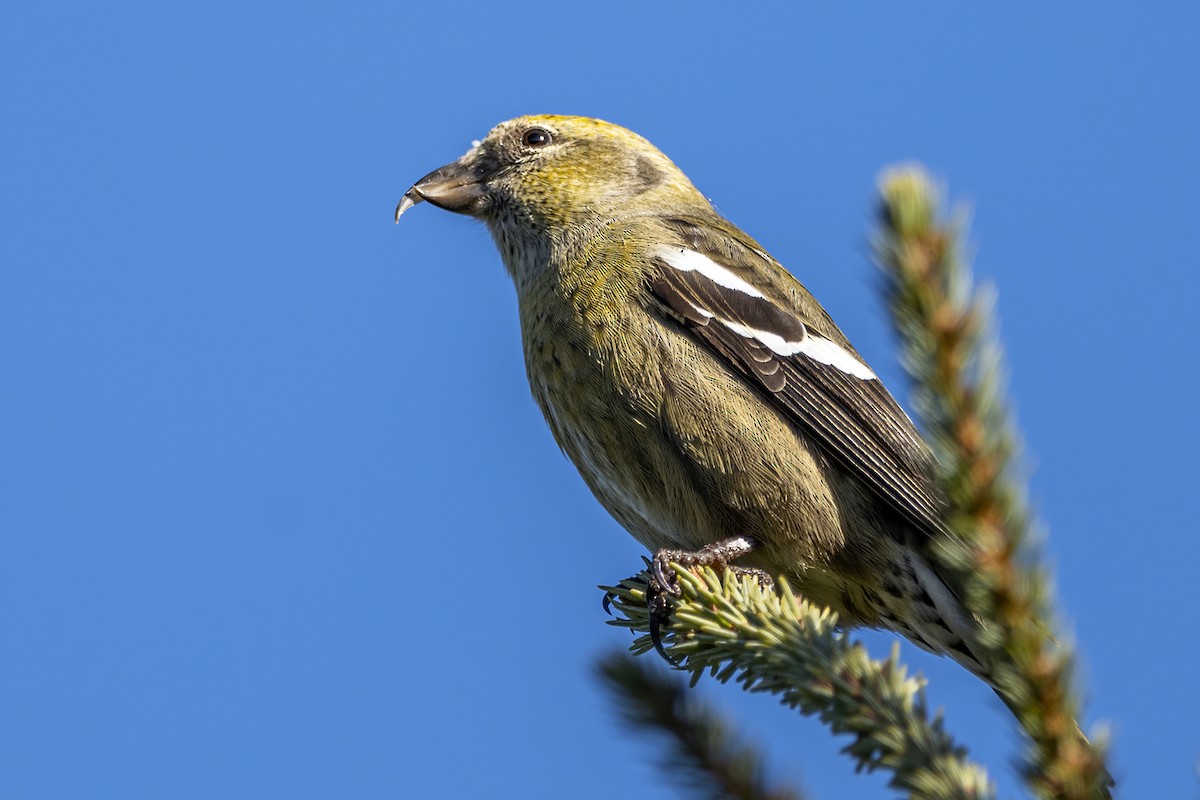 White-winged Crossbill - ML387051351