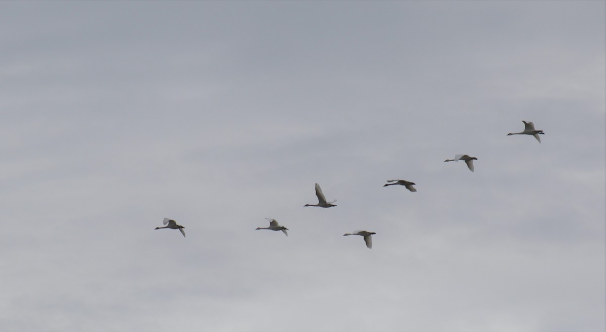 Tundra Swan - Jon. Anderson