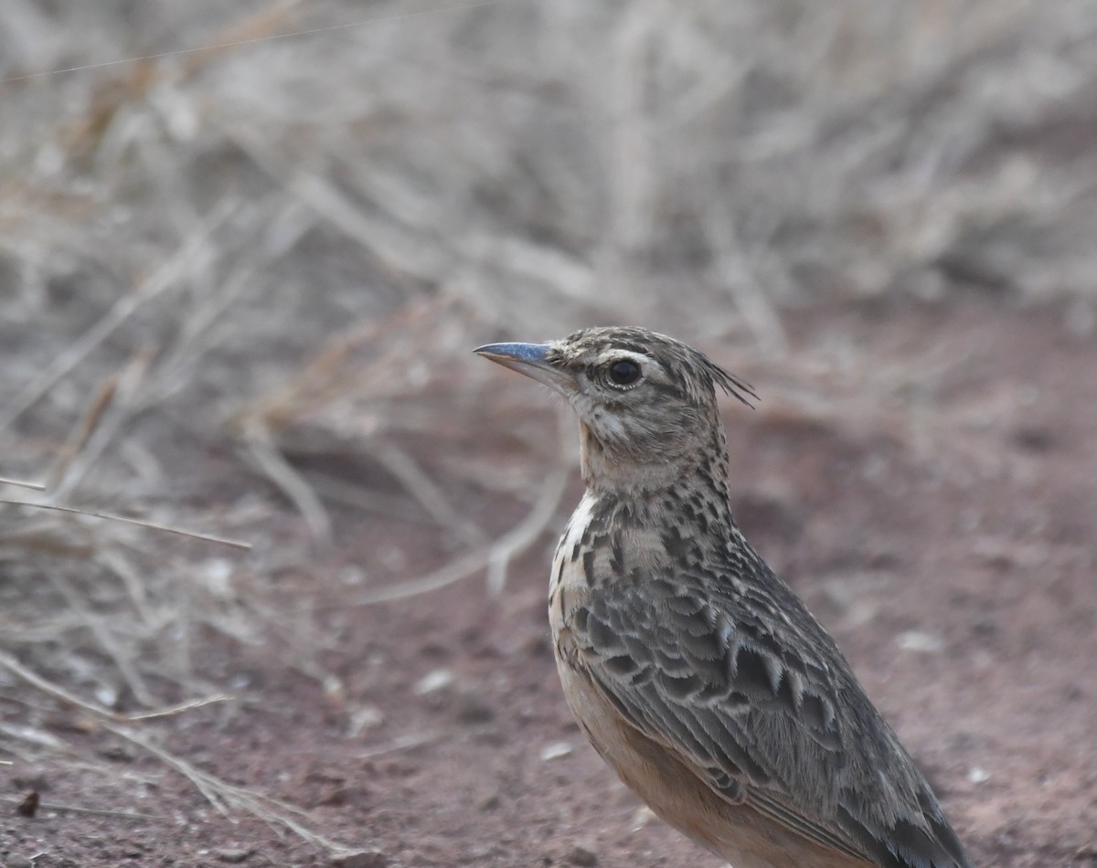 Malabar Lark - ML387053231