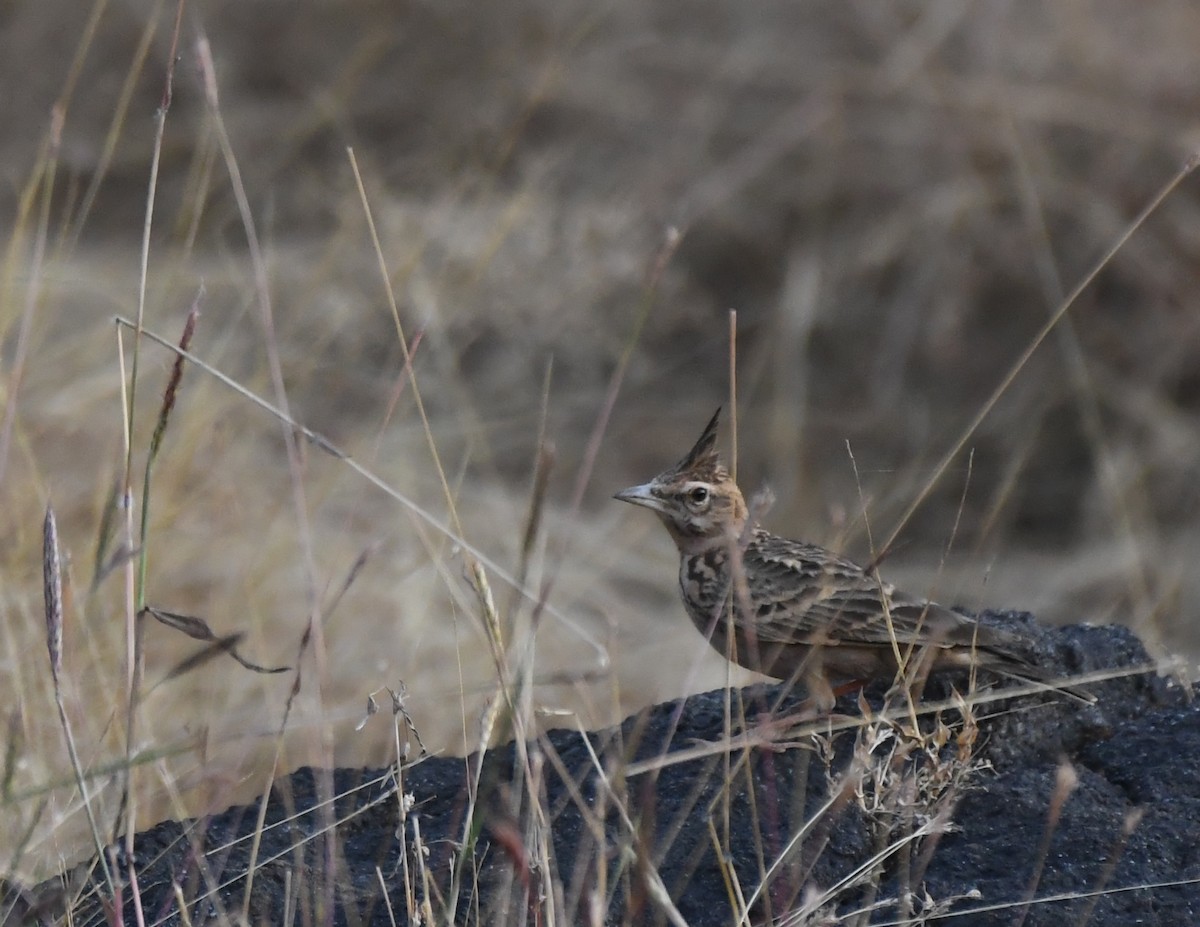 Malabar Lark - ML387053321