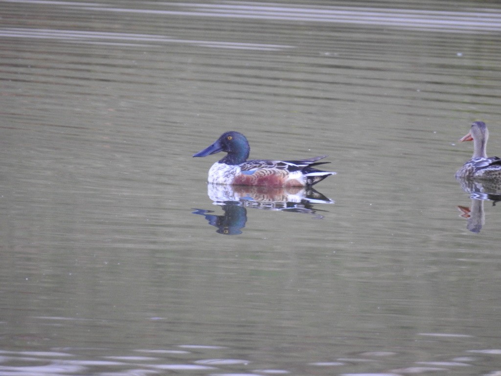 Northern Shoveler - ML387053991