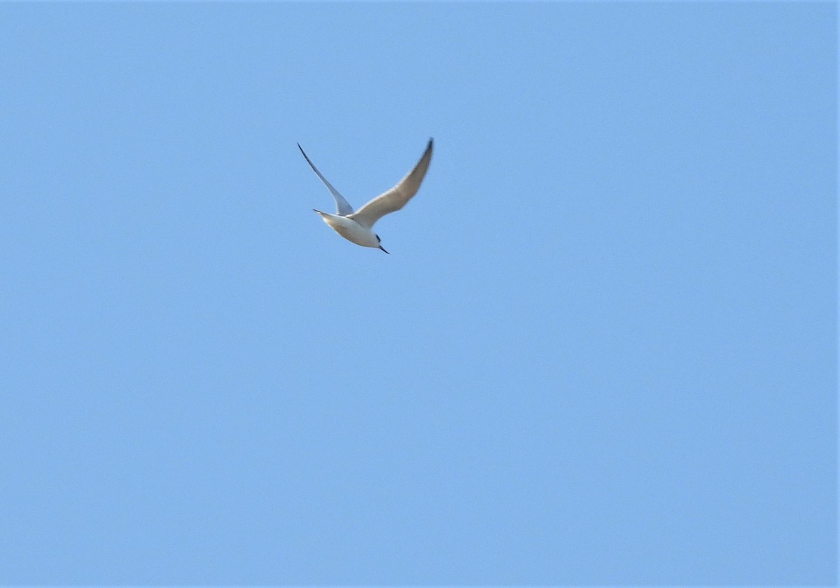 Forster's Tern - Jennifer Wilson-Pines