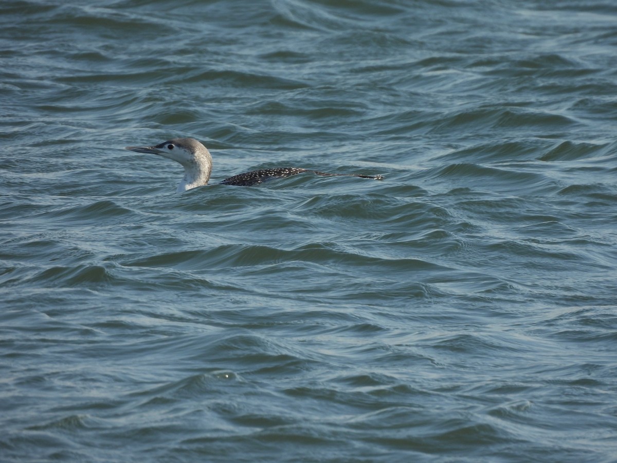 Red-throated Loon - ML387054871