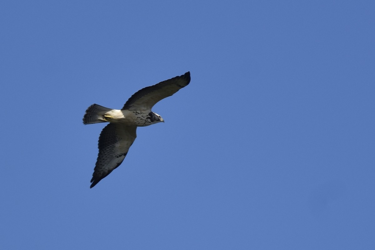 Swainson's Hawk - ML387055561