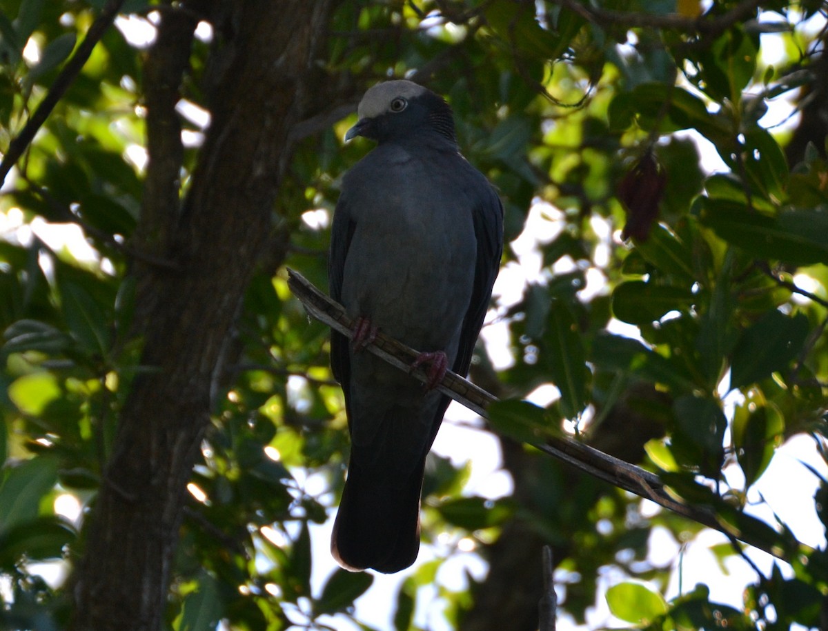 White-crowned Pigeon - ML387055911