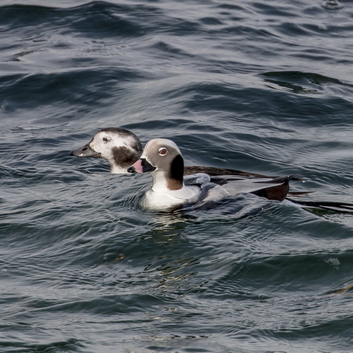 Long-tailed Duck - R Miller