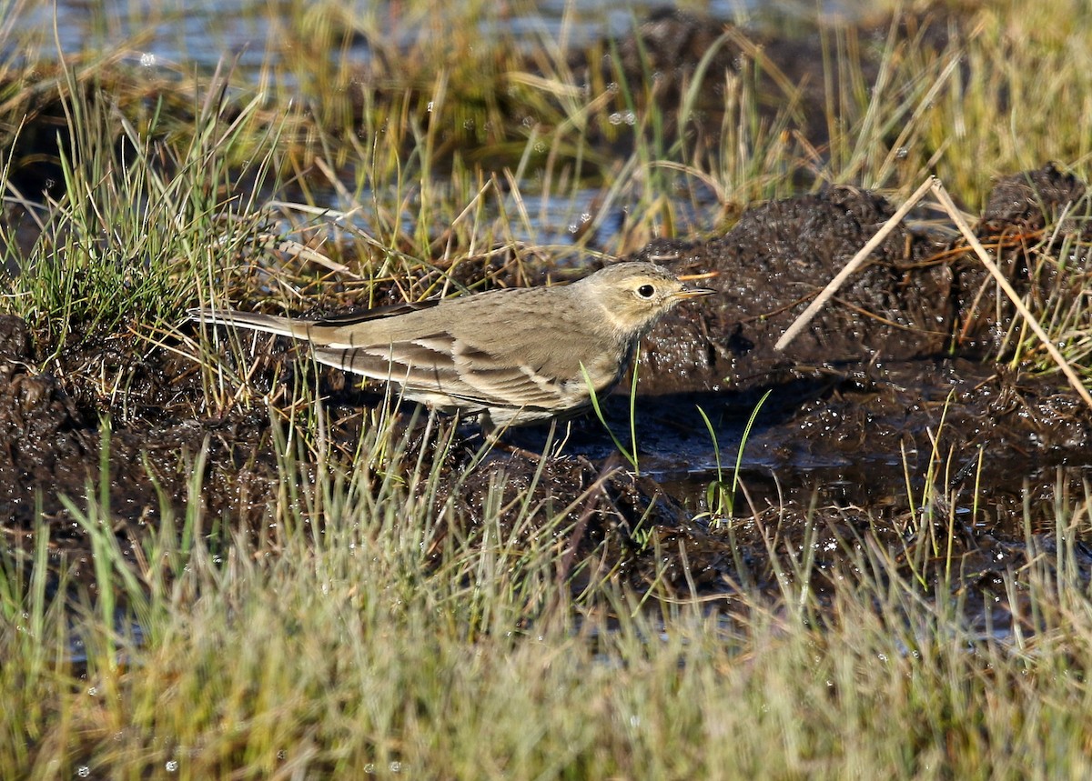 Pipit d'Amérique - ML387056801