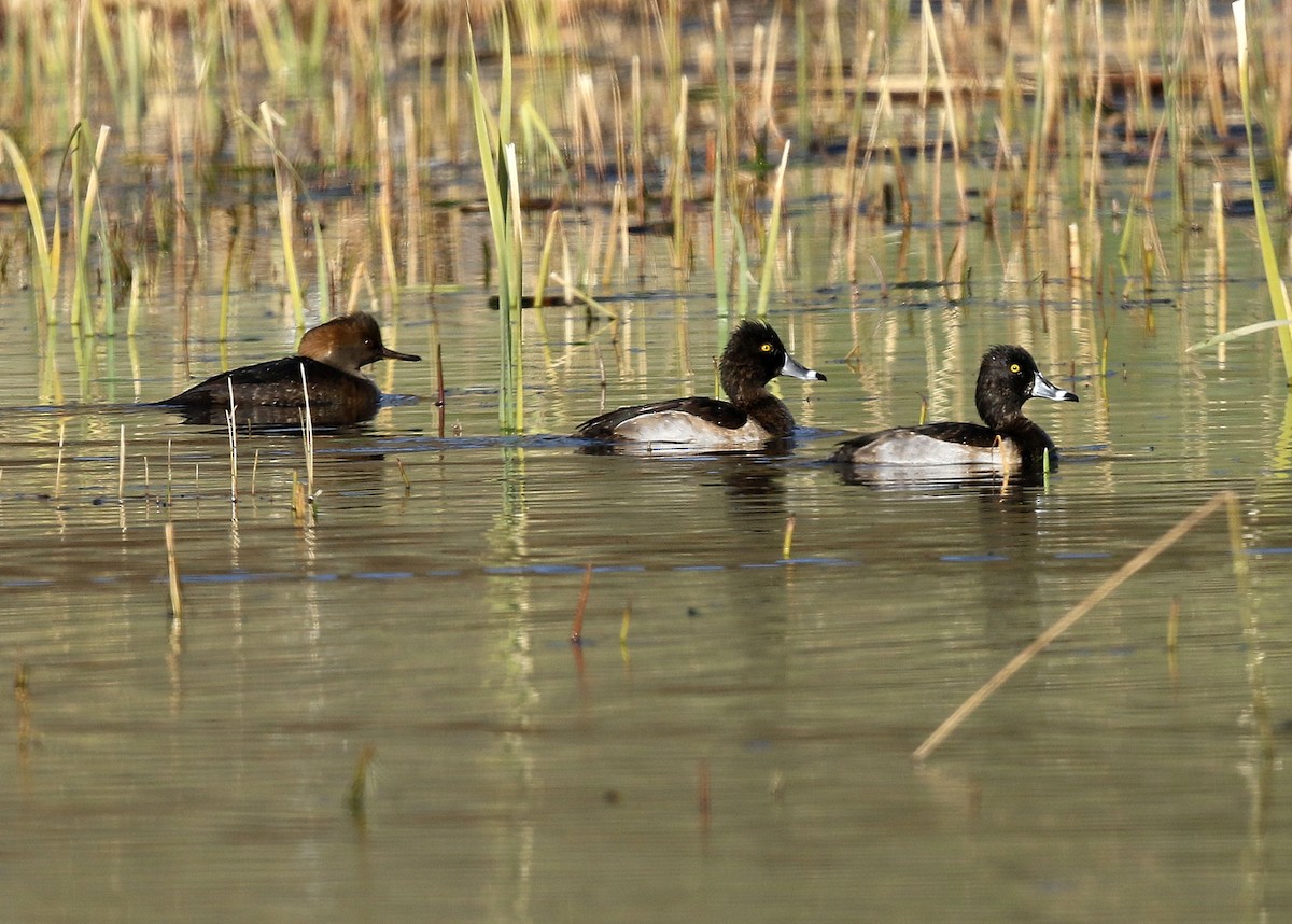 Ring-necked Duck - ML387056831