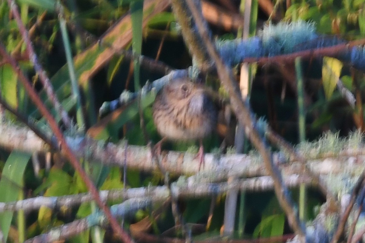 Lincoln's Sparrow - ML387057121