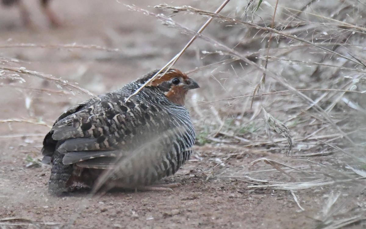 Jungle Bush-Quail - Amrish  Bidaye