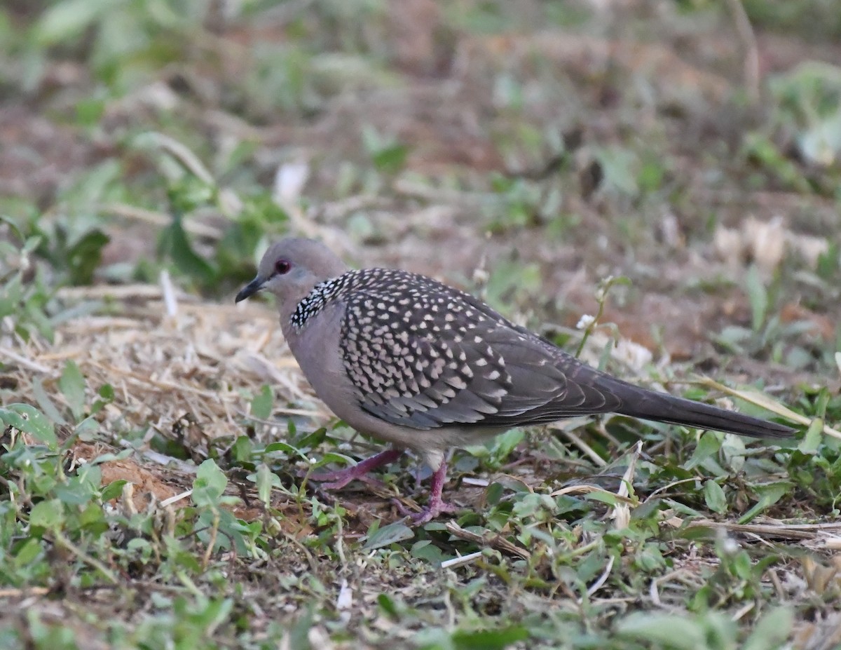 珠頸斑鳩 - ML387058061