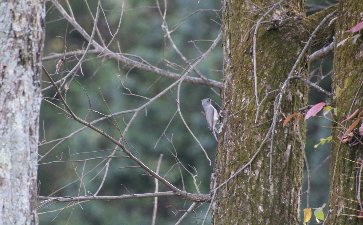 Tufted Titmouse - ML387058081