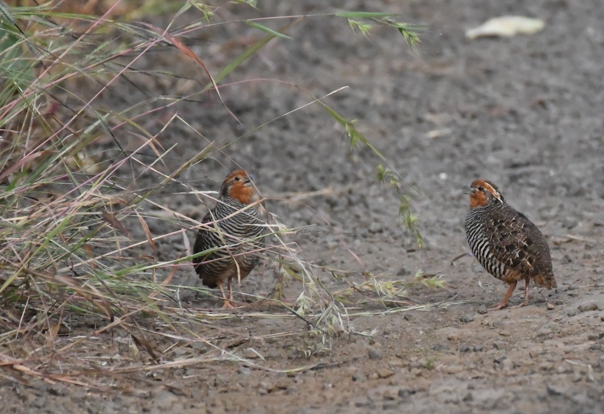 Jungle Bush-Quail - Amrish  Bidaye