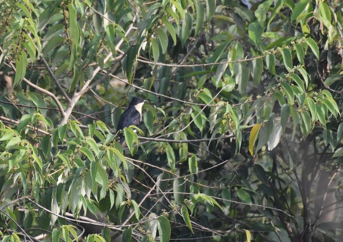 Pied Cuckoo - ML387058351