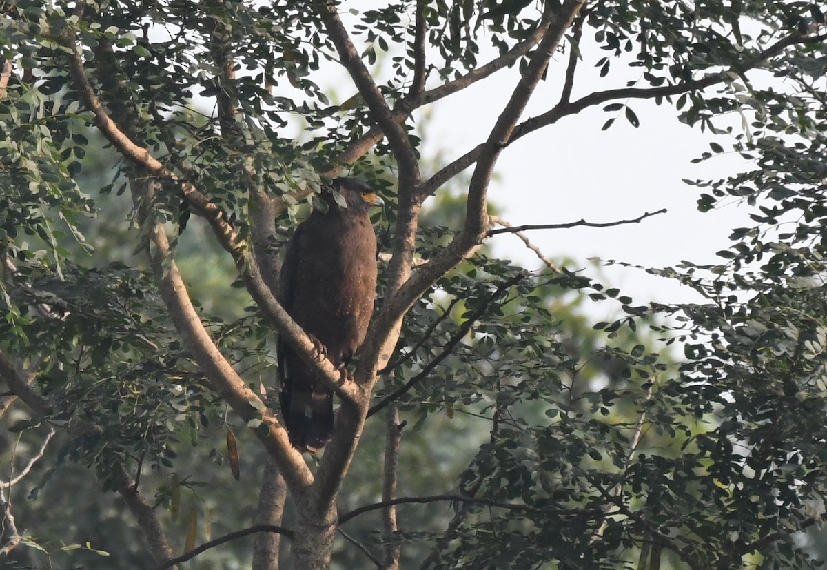 Crested Serpent-Eagle - ML387058571