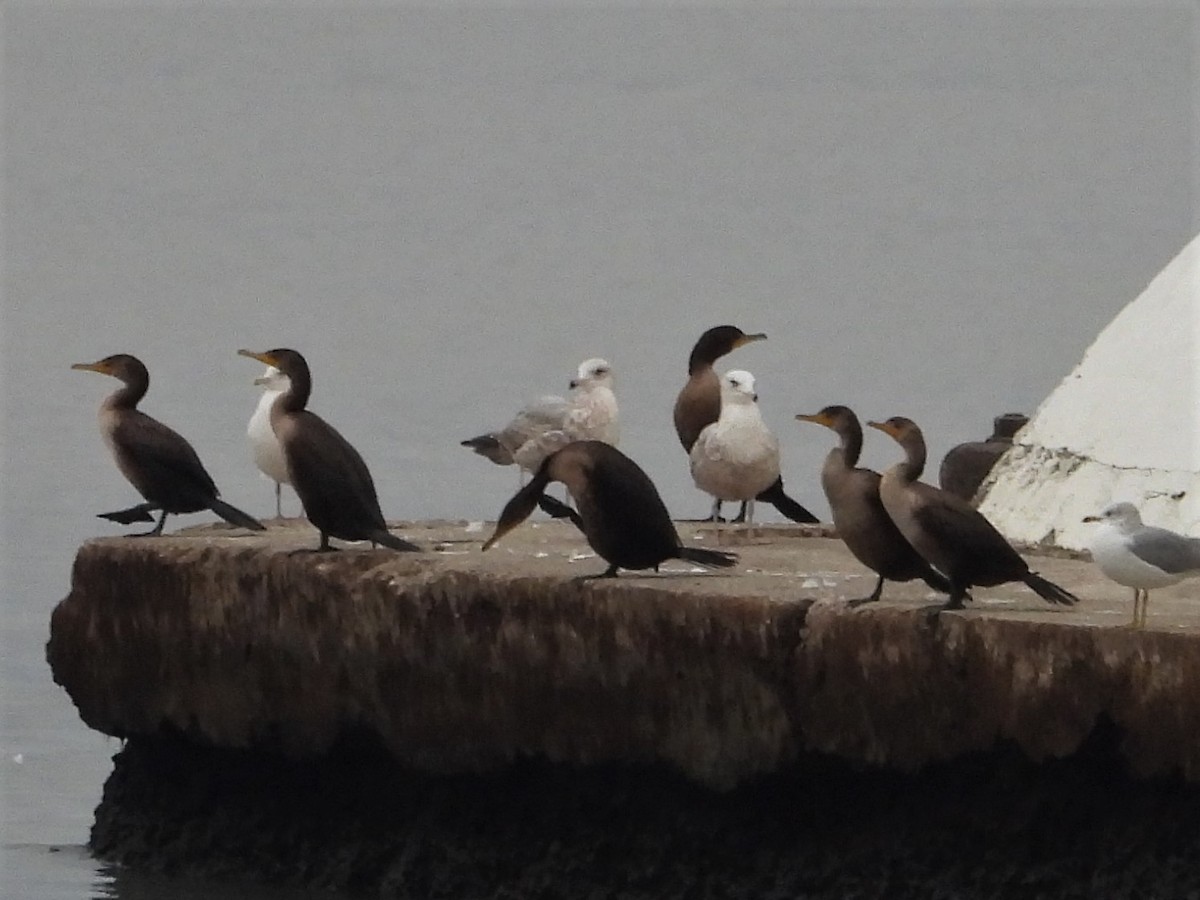 Double-crested Cormorant - ML387058601