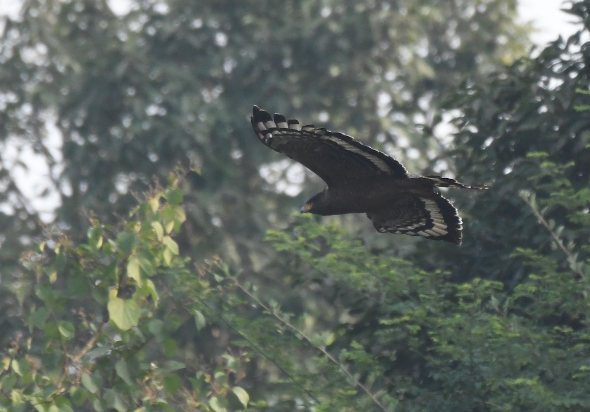 Crested Serpent-Eagle - ML387058751