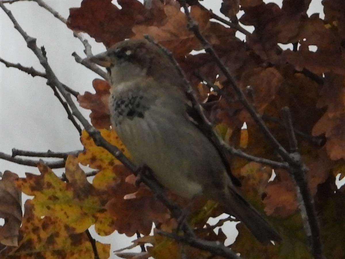 House Sparrow - ML387059071