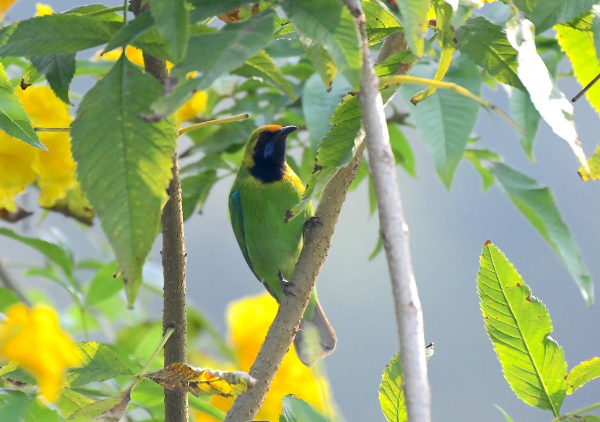 Golden-fronted Leafbird - ML387059111