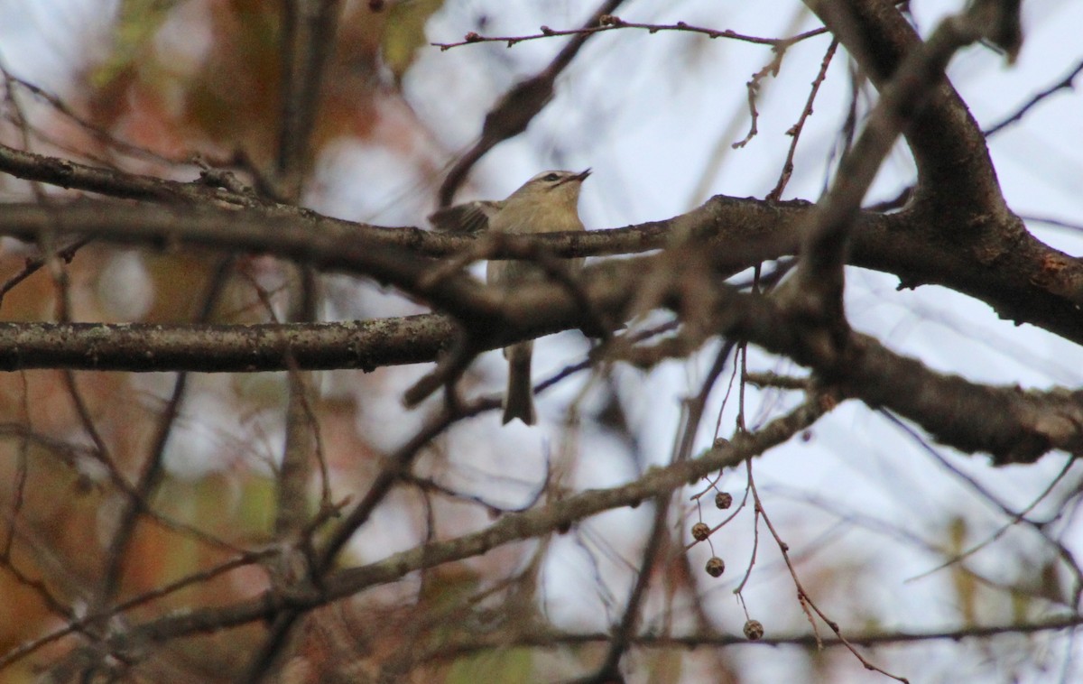 Golden-crowned Kinglet - ML387059711