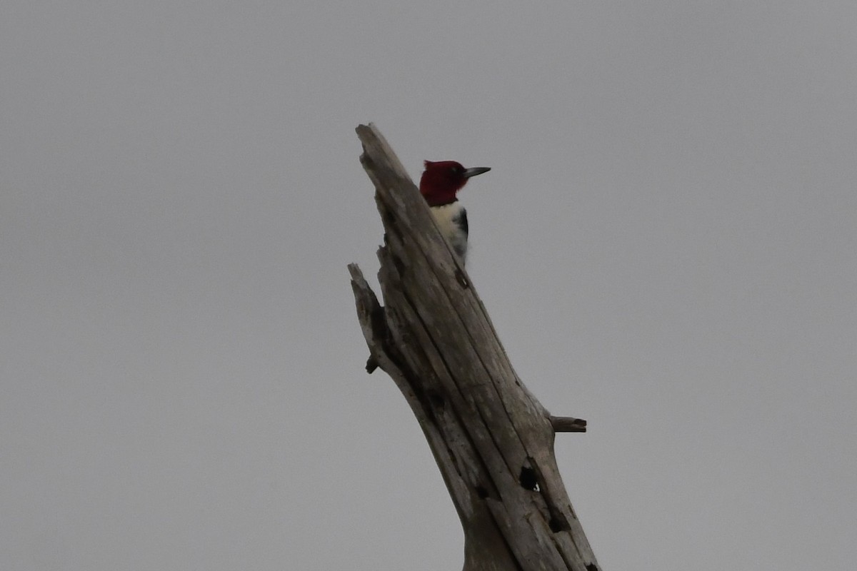 Red-headed Woodpecker - Clay Bliznick