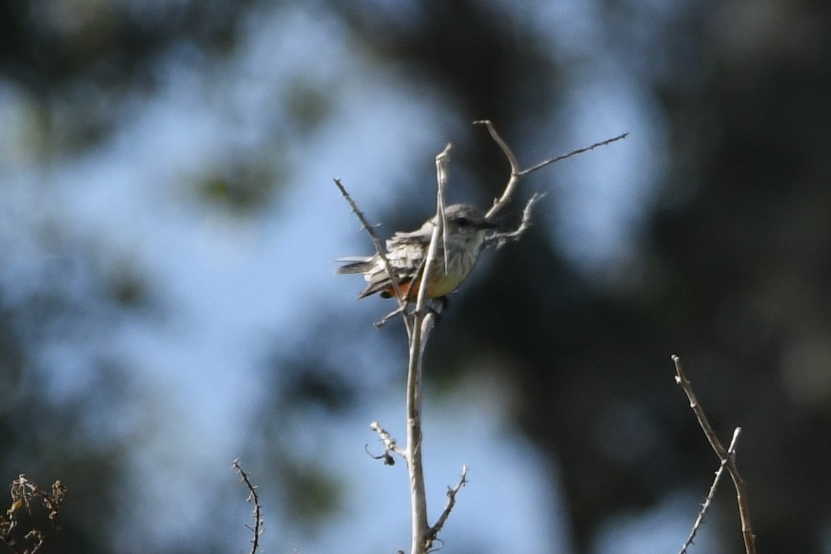 Vermilion Flycatcher - Clay Bliznick