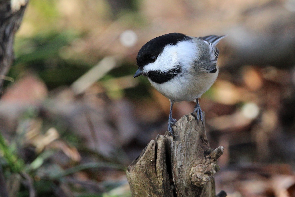 Black-capped Chickadee - ML387060681