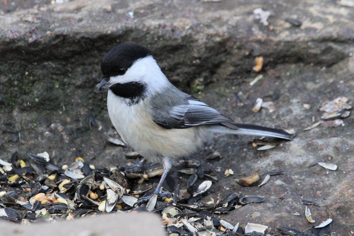 Black-capped Chickadee - ML387060691