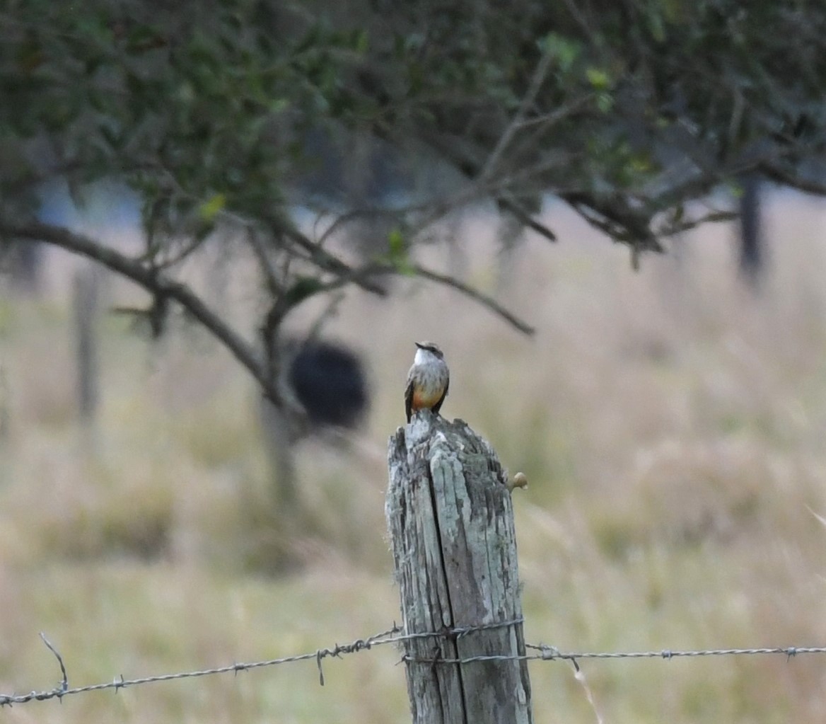 Vermilion Flycatcher - ML387060841