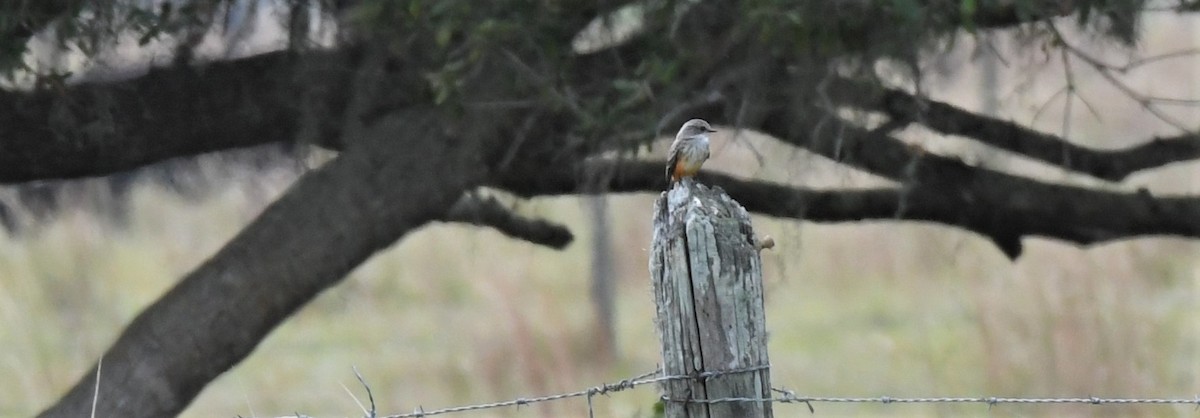 Vermilion Flycatcher - Sharon Lynn