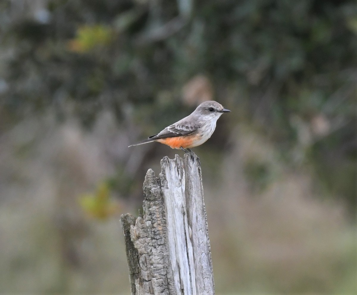 Vermilion Flycatcher - Sharon Lynn