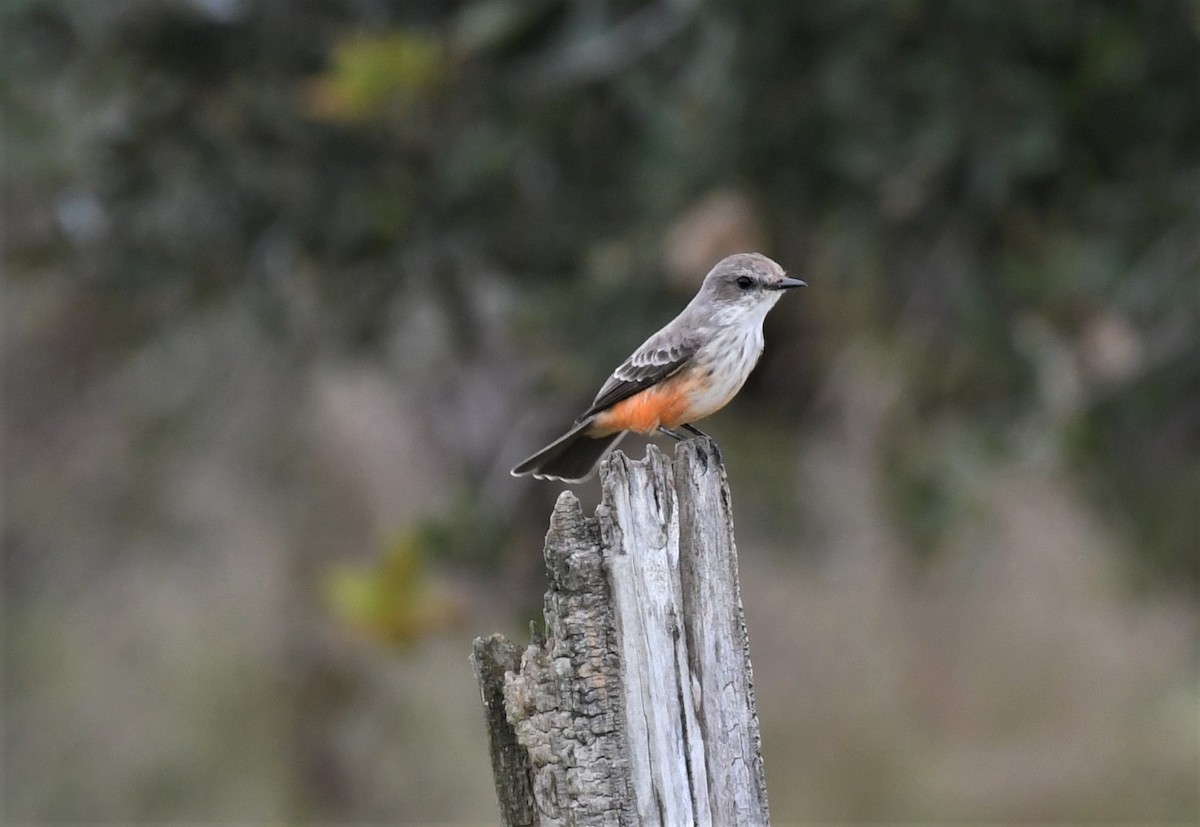 Vermilion Flycatcher - ML387060891