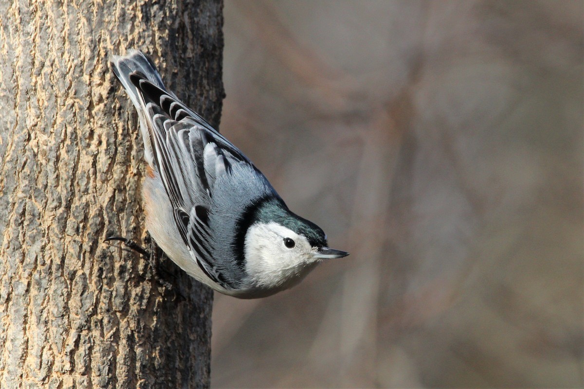 White-breasted Nuthatch - Shannon K. Gordinier