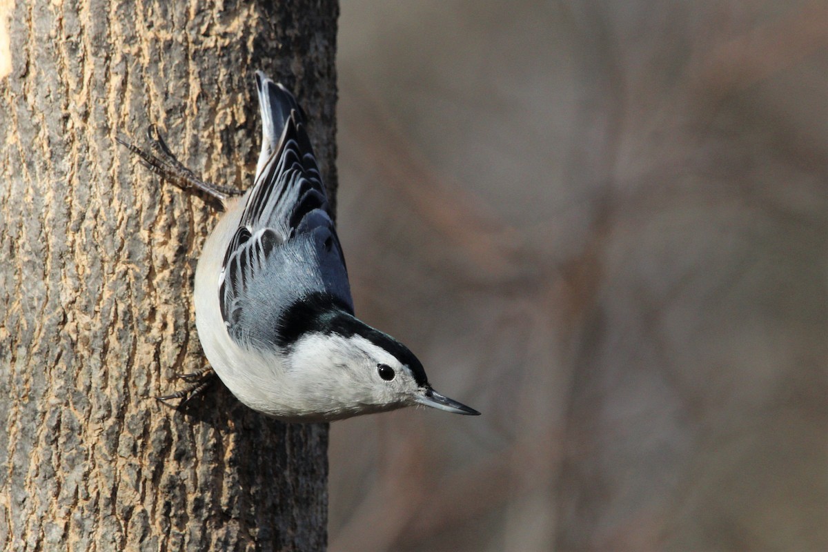 White-breasted Nuthatch - Shannon K. Gordinier