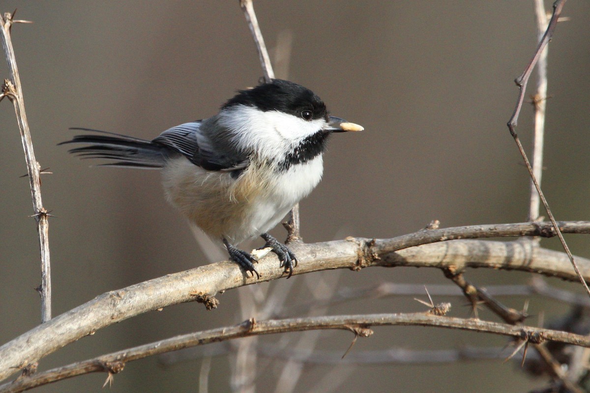 Black-capped Chickadee - Shannon K. Gordinier