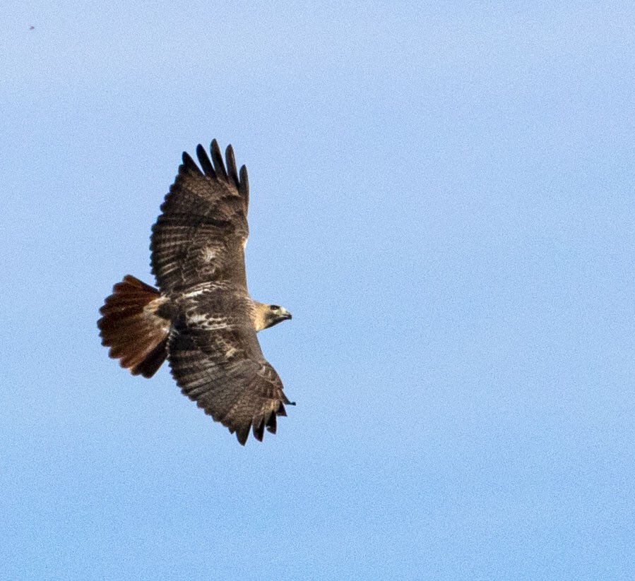 Red-tailed Hawk - ML387062711