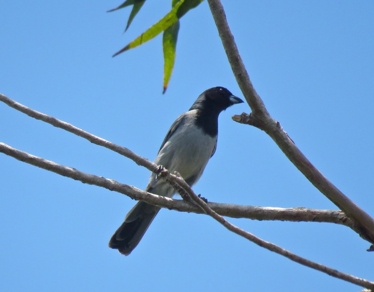 Black-faced Tanager - ML387062751