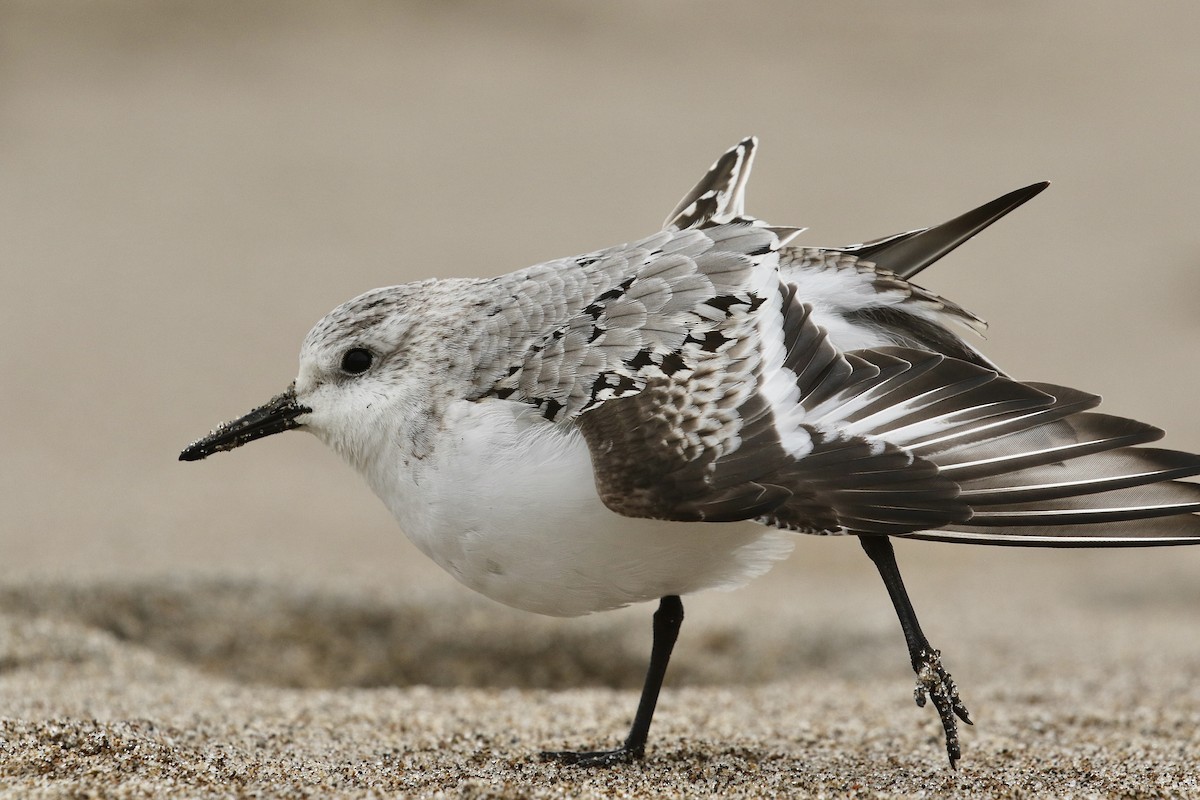 Sanderling - Russ Morgan