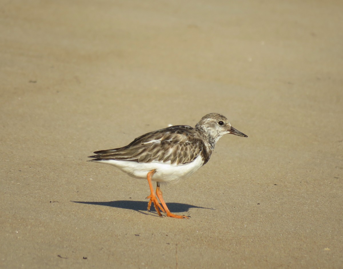 Ruddy Turnstone - ML387062921