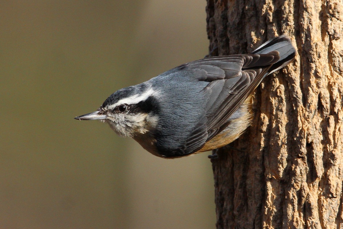 Red-breasted Nuthatch - Shannon K. Gordinier