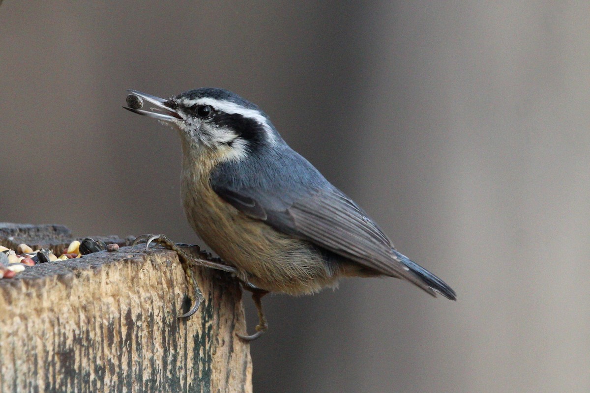 Red-breasted Nuthatch - Shannon K. Gordinier