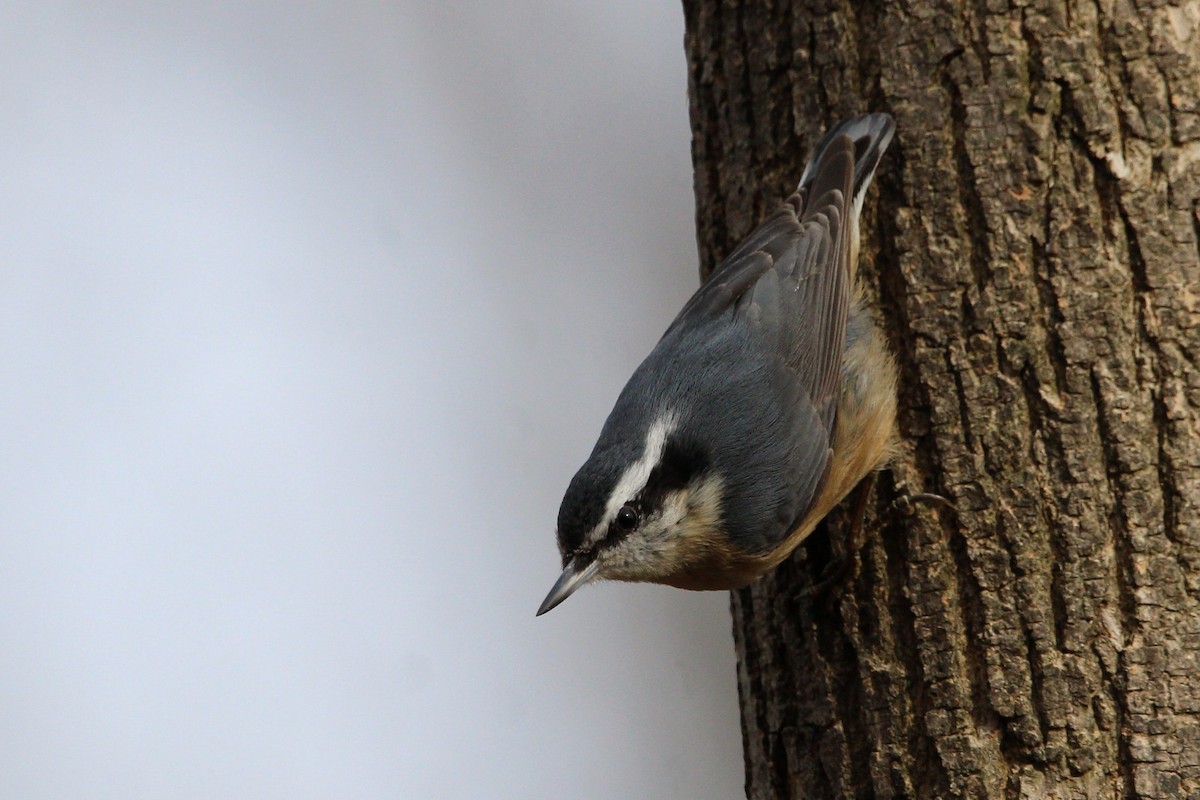 Red-breasted Nuthatch - Shannon K. Gordinier