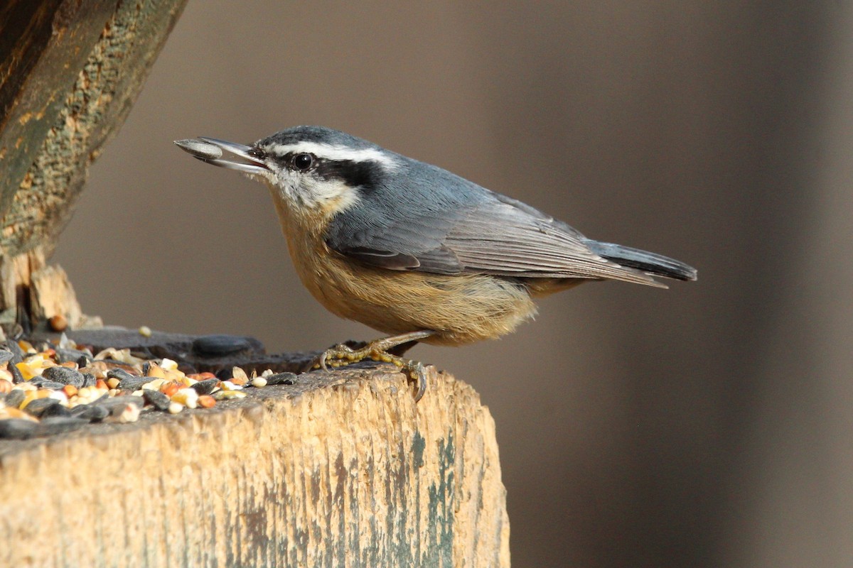 Red-breasted Nuthatch - Shannon K. Gordinier
