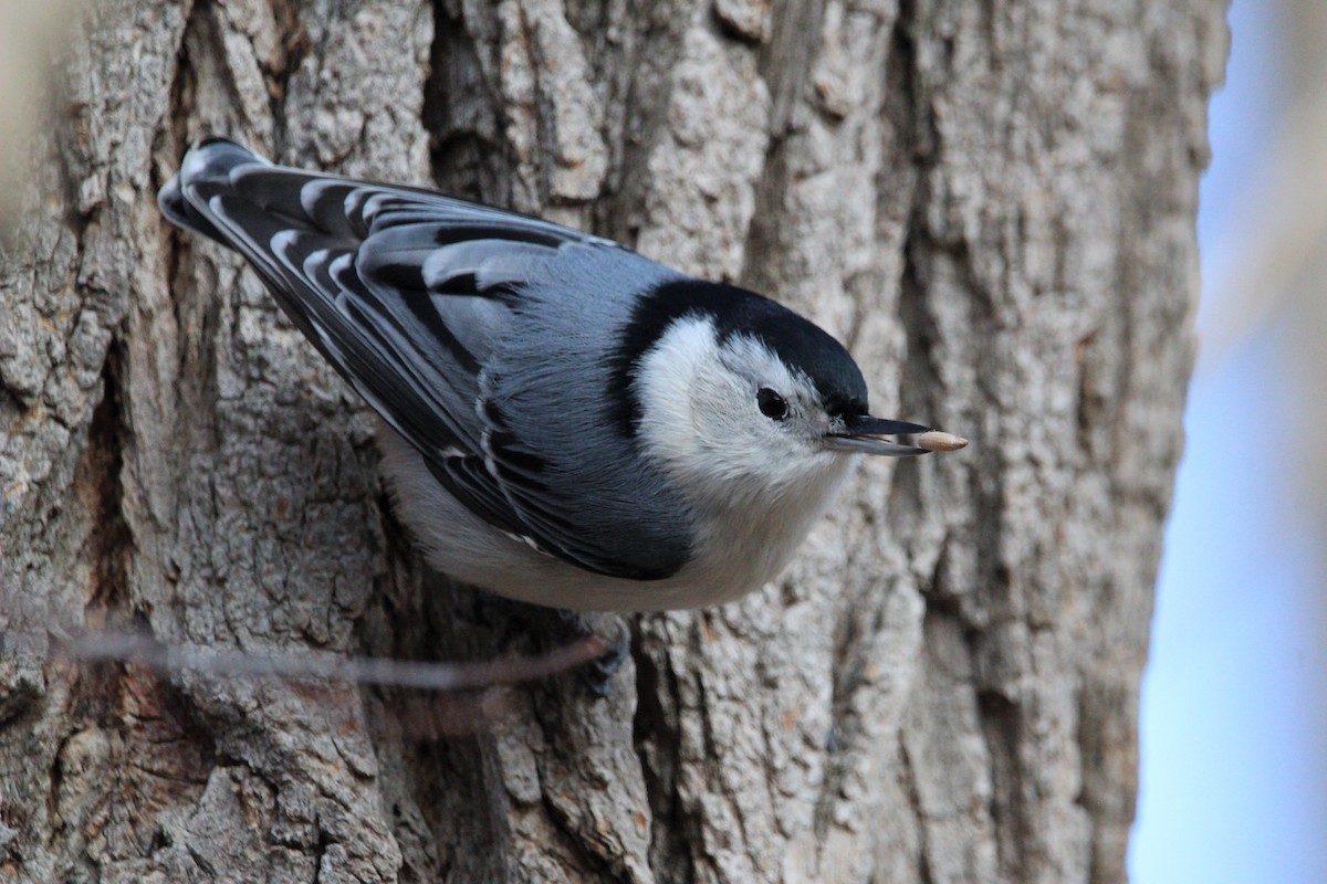 White-breasted Nuthatch - Shannon K. Gordinier