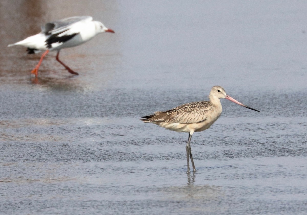 Marbled Godwit - ML387063691