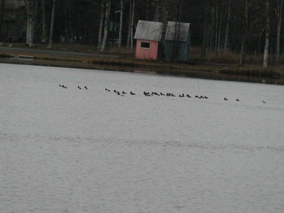 Common Goldeneye - ML387064411