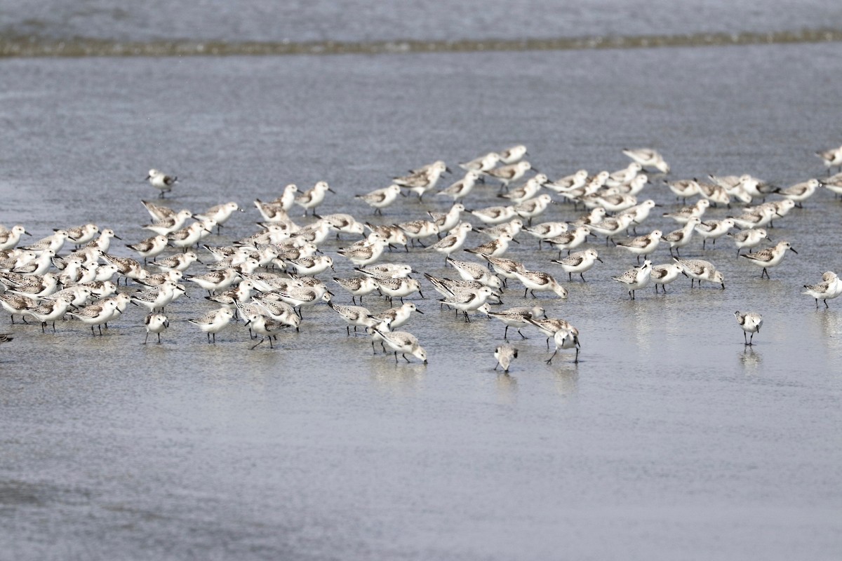 Sanderling - ML387064871