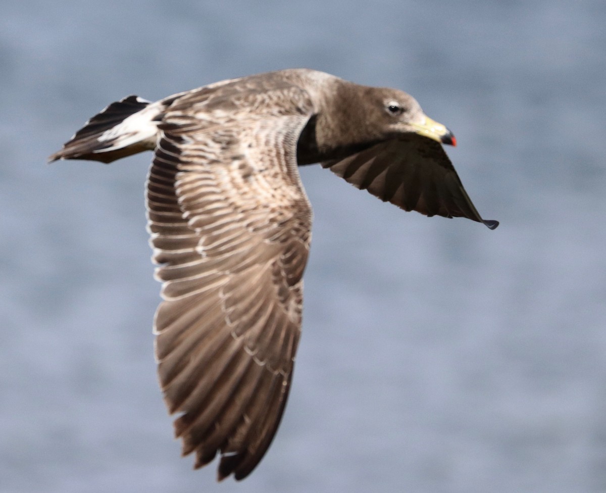 Belcher's Gull - ML387065341