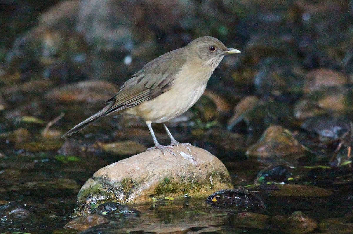 Clay-colored Thrush - ML38706551