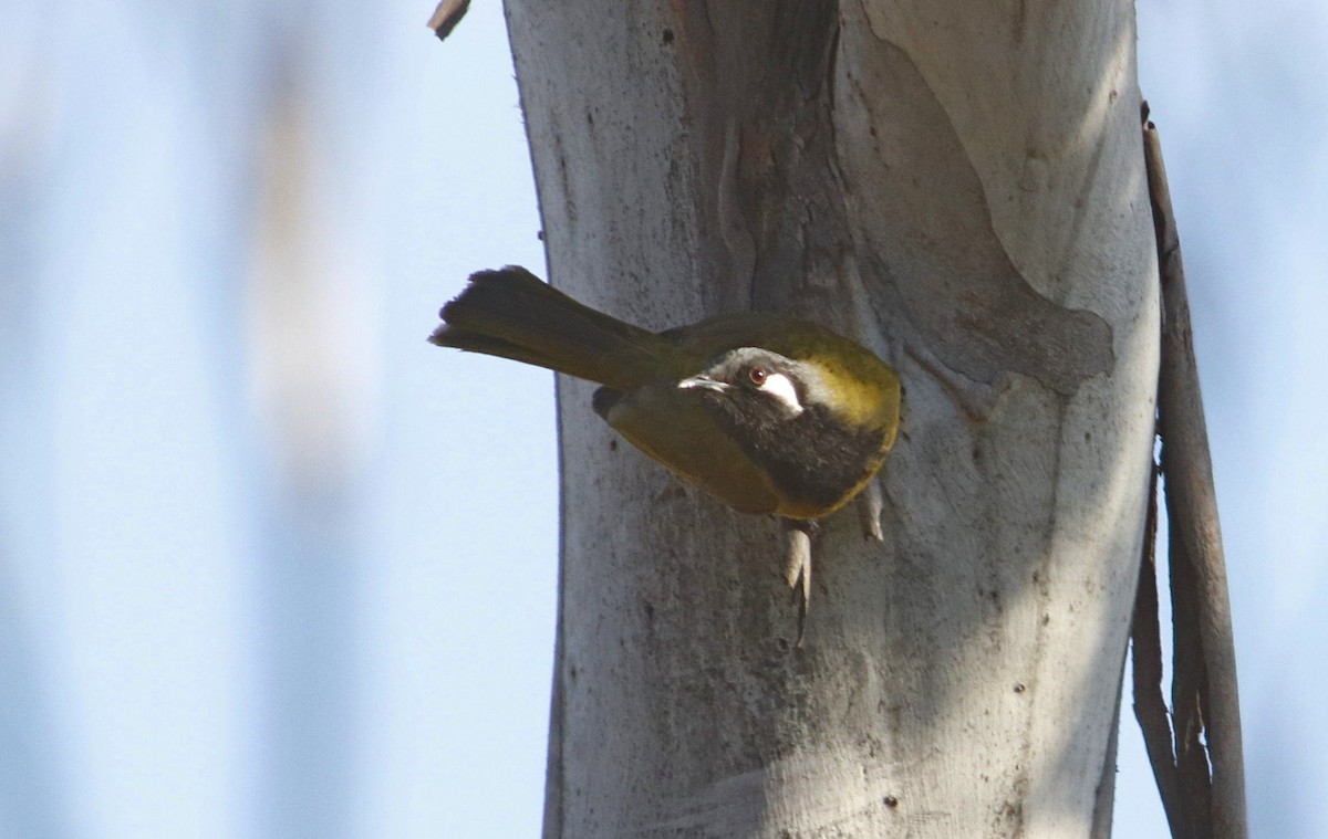 White-eared Honeyeater - ML387065531